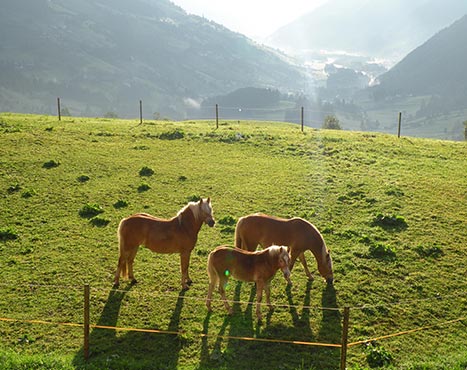 Thalhof - Appartamento Bergblick